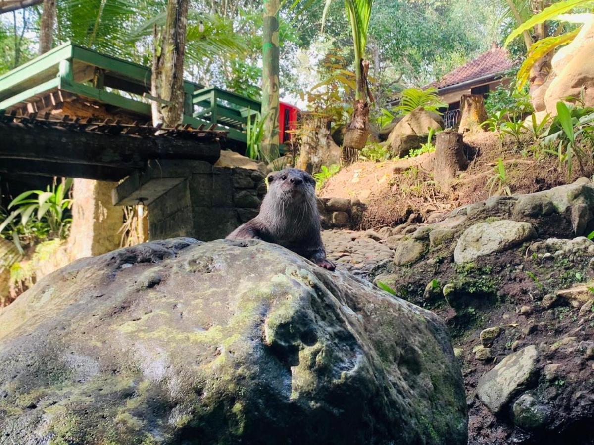 Mi Casa - The Gem Of Ijen Gasthof 3*