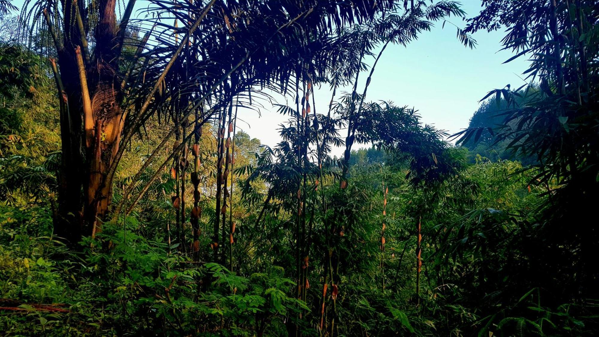Mi Casa - The Gem Of Ijen Gasthof Banyuwangi (East Java)