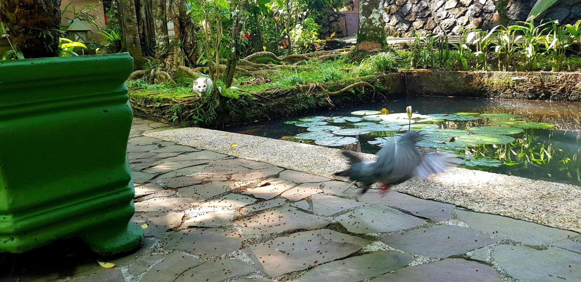 Gasthof Mi Casa - The Gem Of Ijen 3*