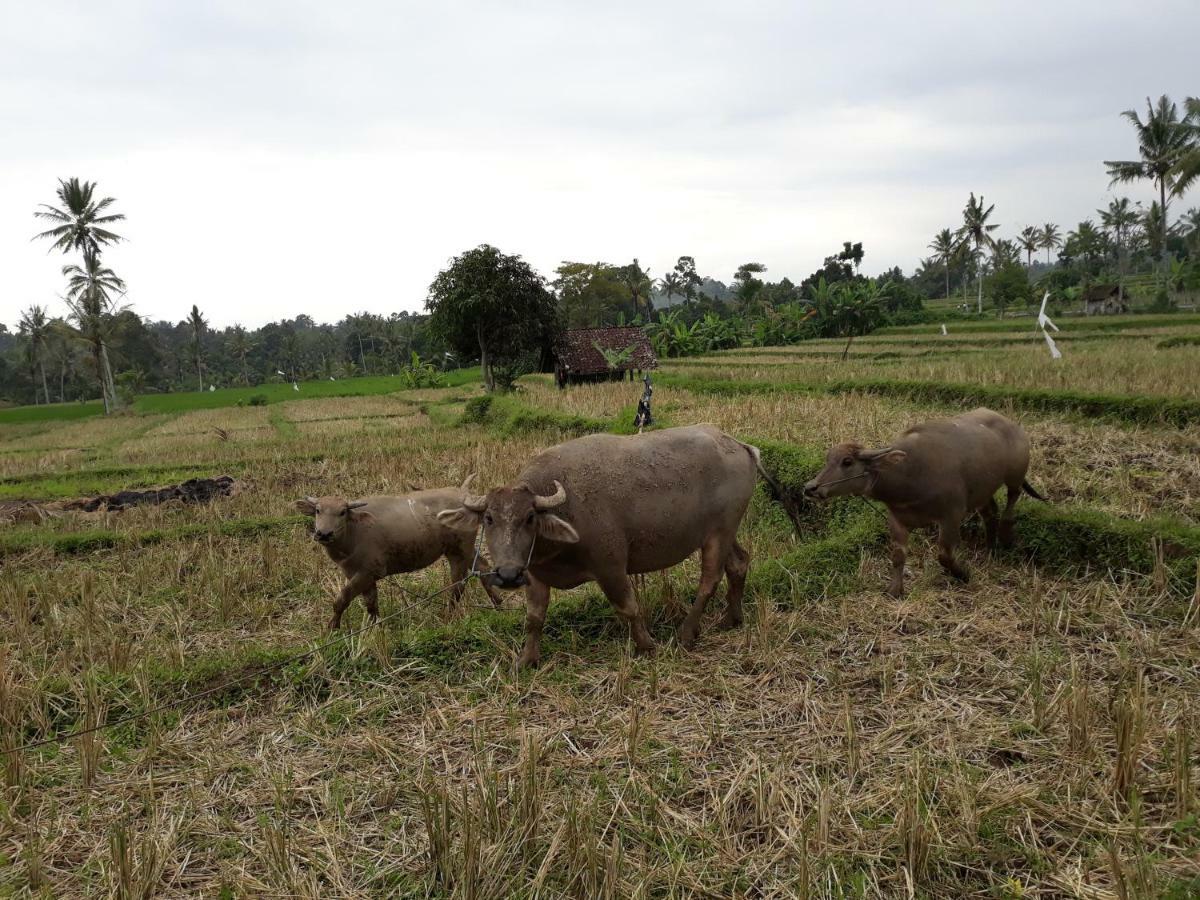 Mi Casa - The Gem Of Ijen Gasthof